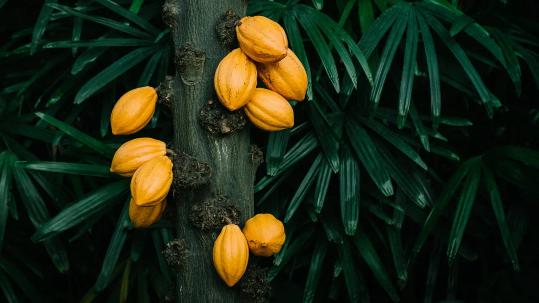Ashwagandha vs. Rhodiola: Which Adaptogen Works Best for Stress and Energy?